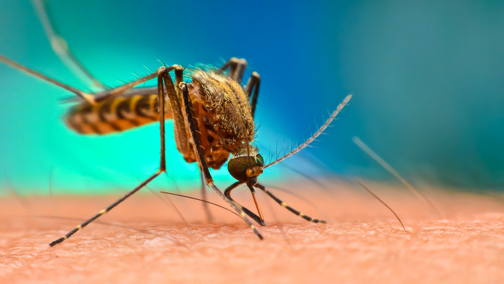 Hasznos információk a szúnyoggyérítésről